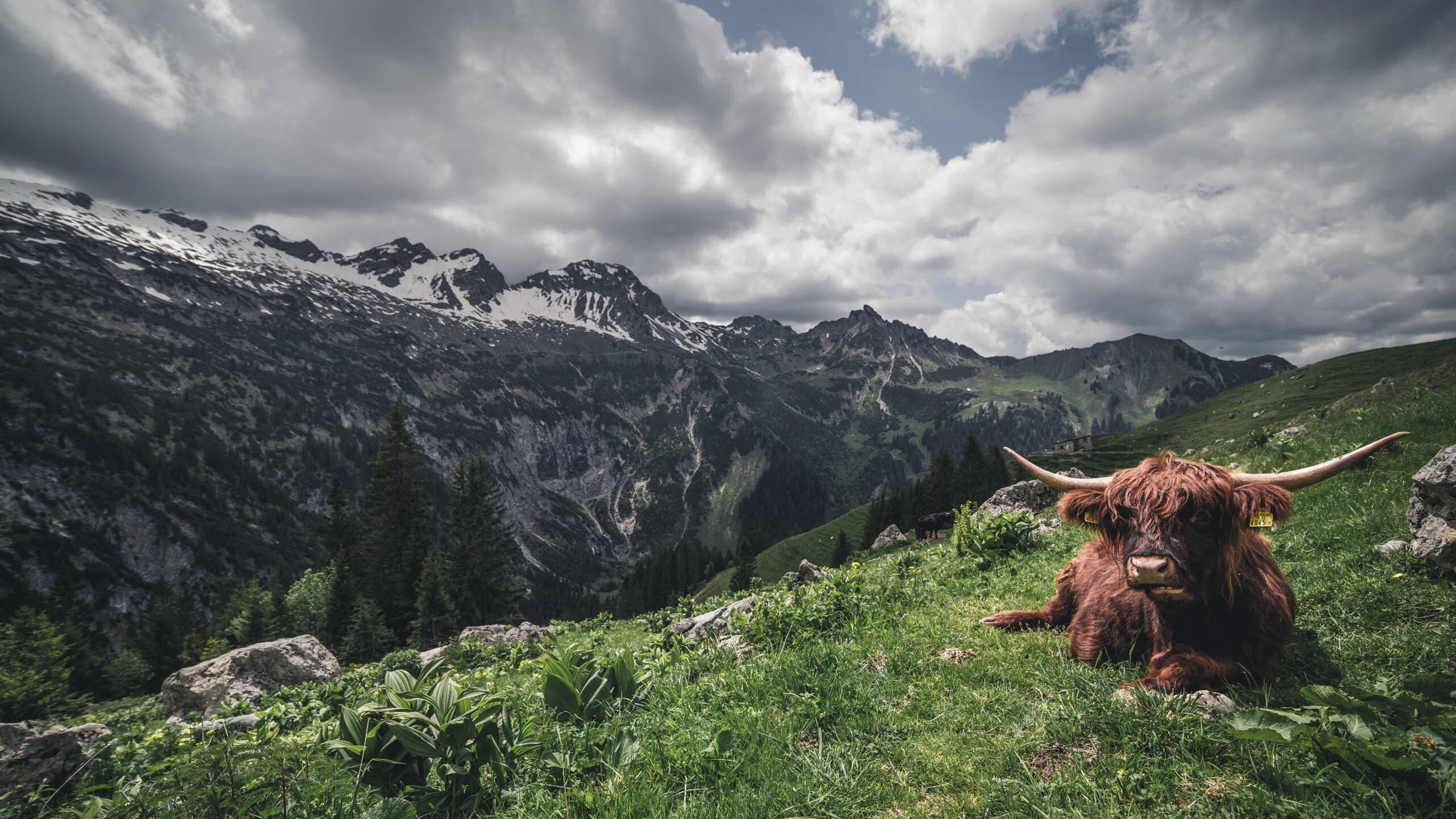 kaiyun登录入口-WRC首秀车手：新面孔如何挑战传统强手？，wrc哪个车队最厉害