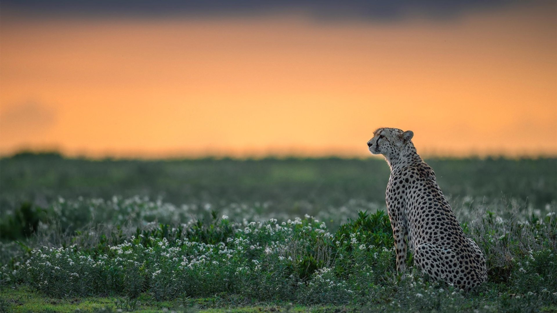 _国际比赛激烈进行,争夺积分排名_,国际赛积分榜ds