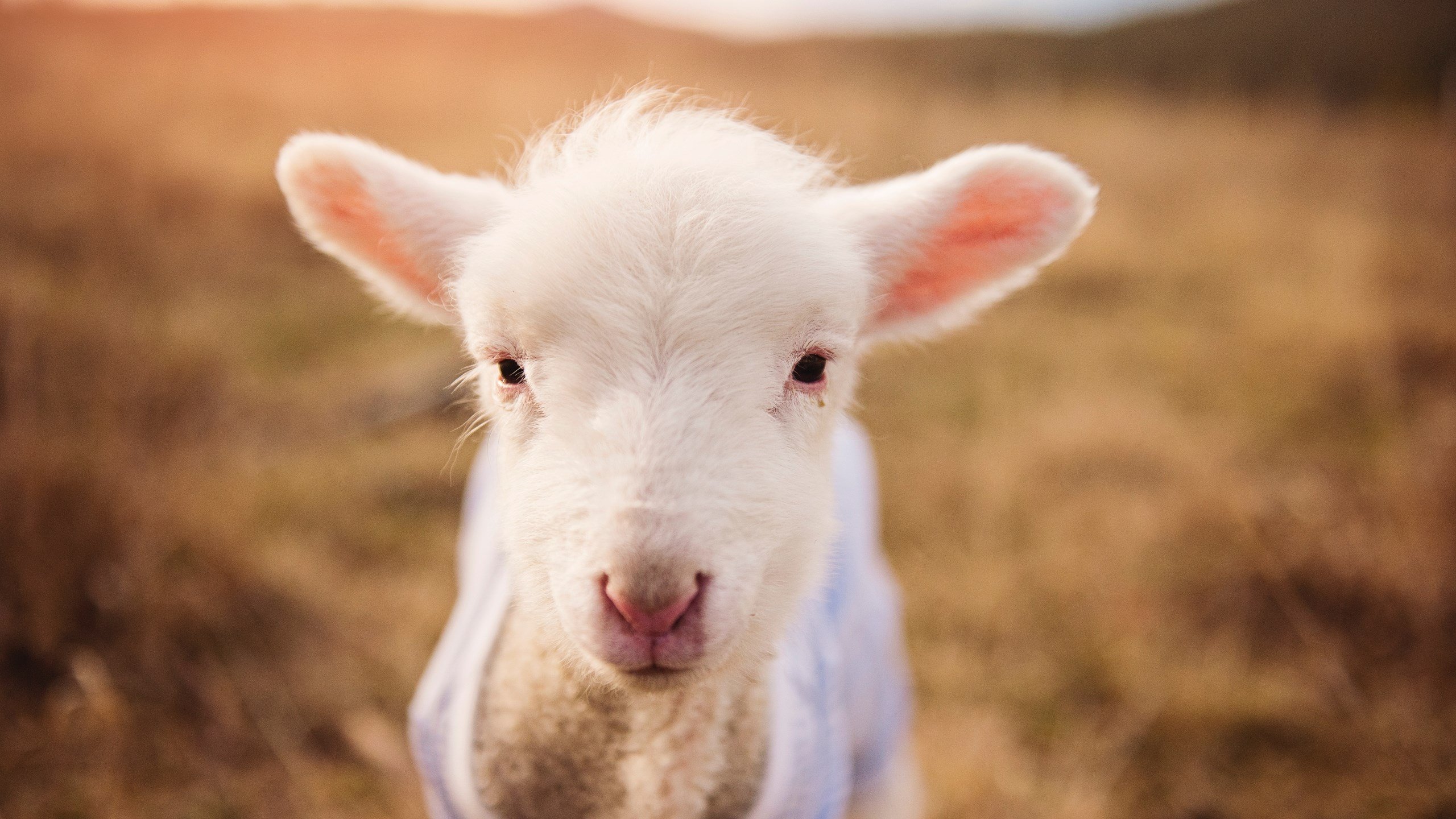 _马刺队稳扎稳打，等待更多惊喜_，马刺队kj