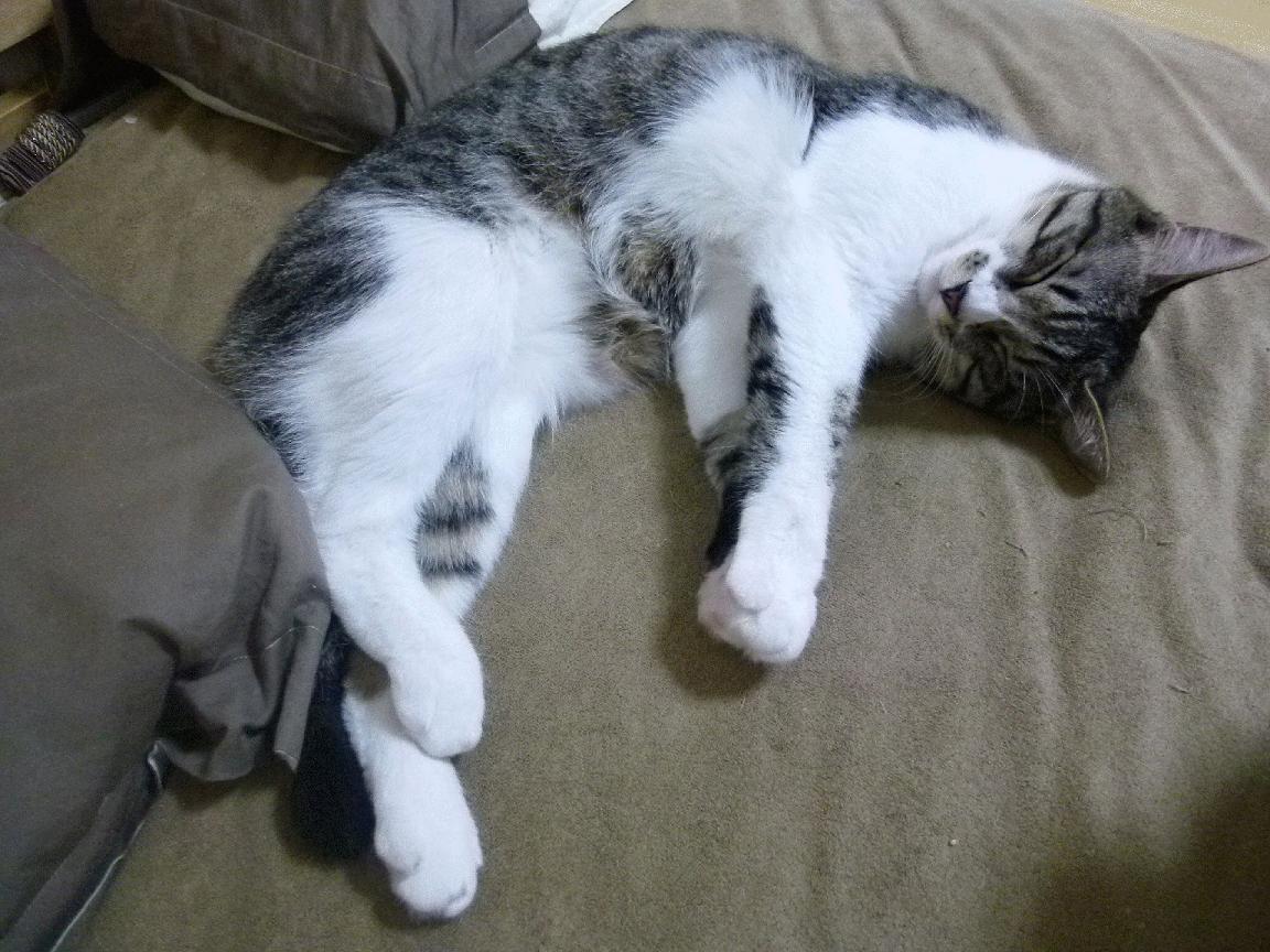 kaiyun登录入口-【最新比赛规则介绍】罚分细节及犯规判定标准，比赛罚款