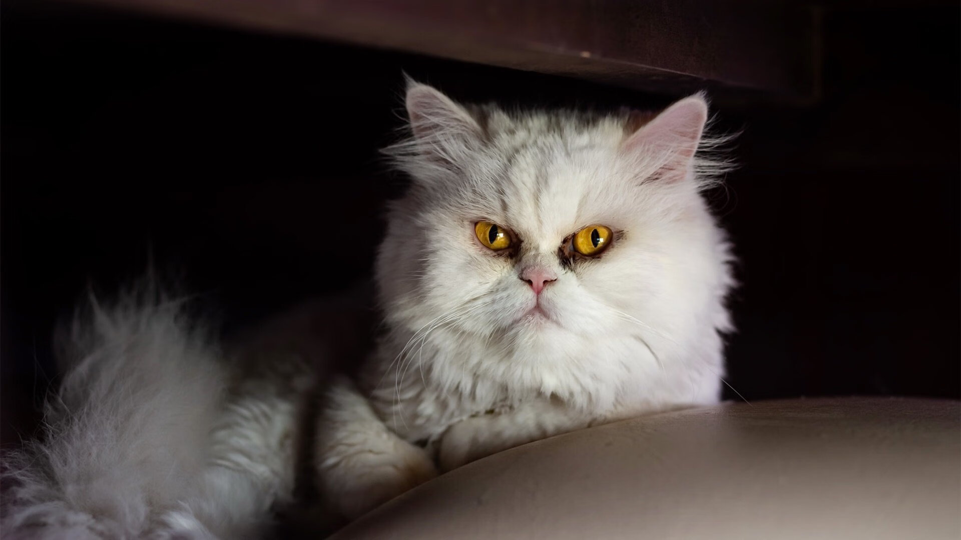 开云官方网页登录-巴西队在美洲杯中遭遇VAR判罚，进球被判无效，美洲杯巴西进球被吹