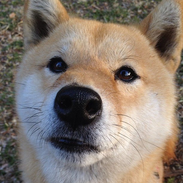 智能材料:未来赛车的革新之路,智能汽车材料