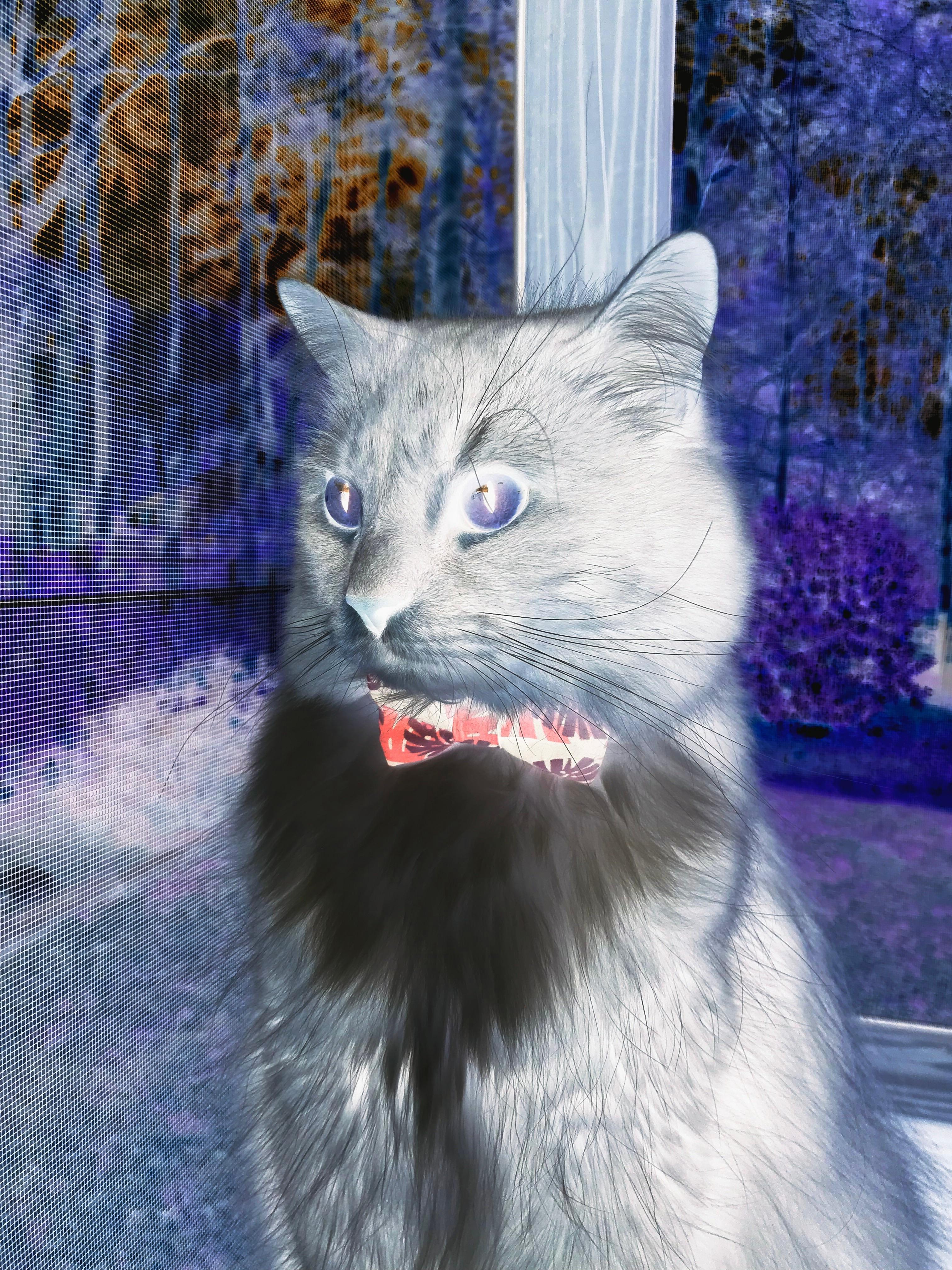 kaiyun网站-比利时马术协会举办马术运动员国际交流活动，促进文化互鉴。，比利时战马