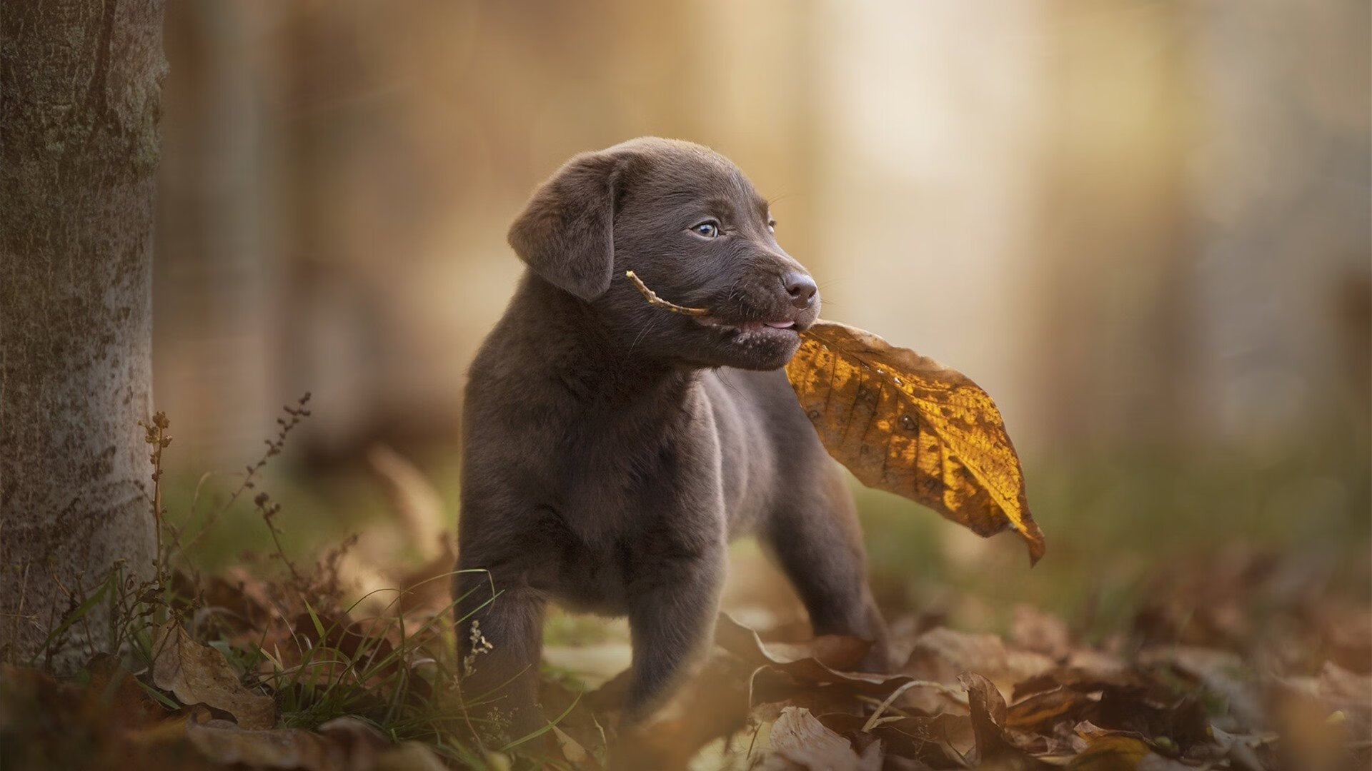 开云kaiyun-英超赛后数据反思，控球和传球成功率如何推动胜利，英超传控球队