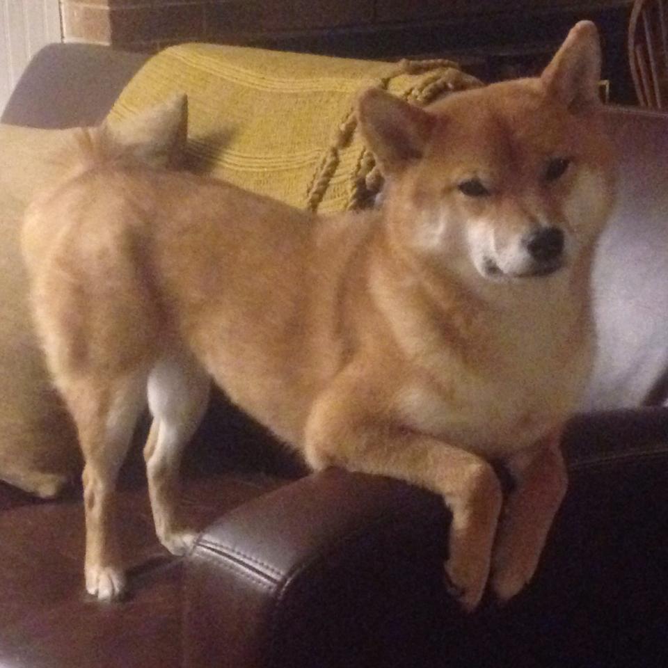 中国射箭队再夺三金,女团项目技压群芳,中国射箭队女队员