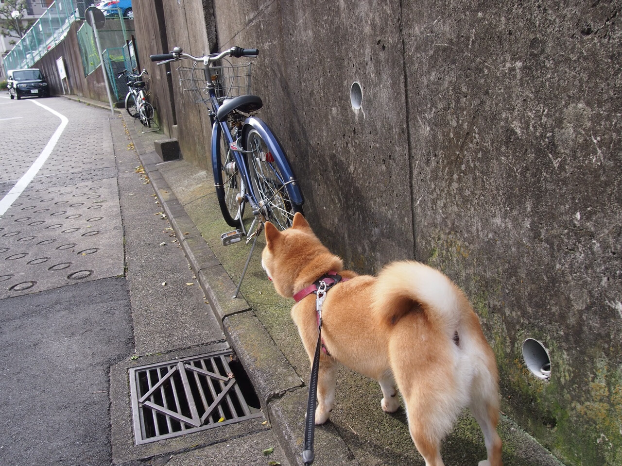 kaiyun官方网站-塞尔维亚队虽有激情但不敌意大利：战绩止步四强，塞尔维亚vs意大利热身赛