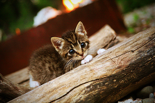 kaiyun官方入口登录-摩纳哥主场大胜图卢兹，保持胜势，摩纳哥 主帅