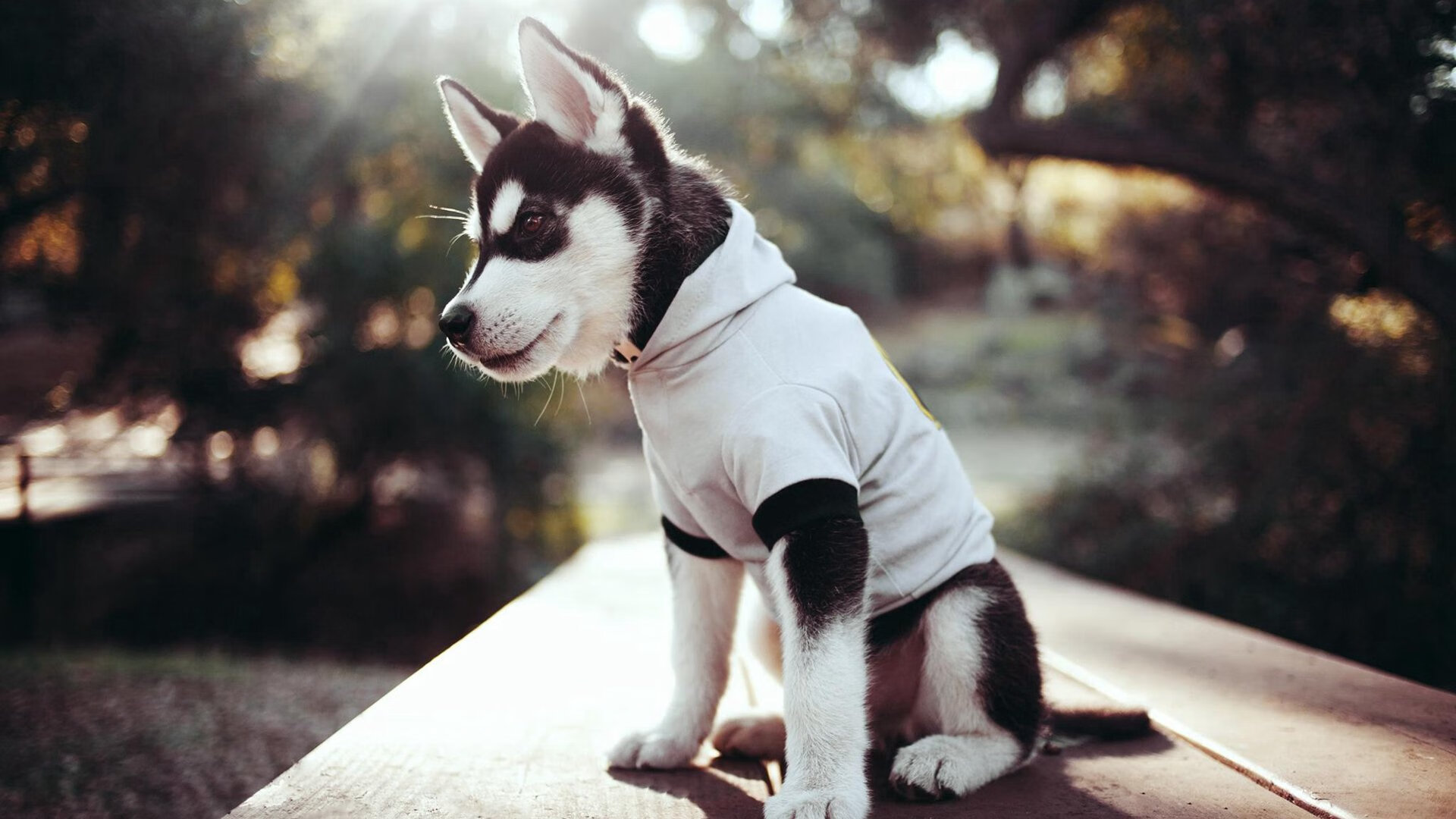 开云·体育官网-瑞典战队 NiP 在 Flashpoint 中获得冠军，瑞典比赛战绩