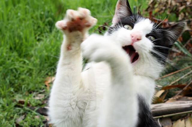 阿森纳在转会市场上保持低调，专注球队建设，阿森纳转会传闻