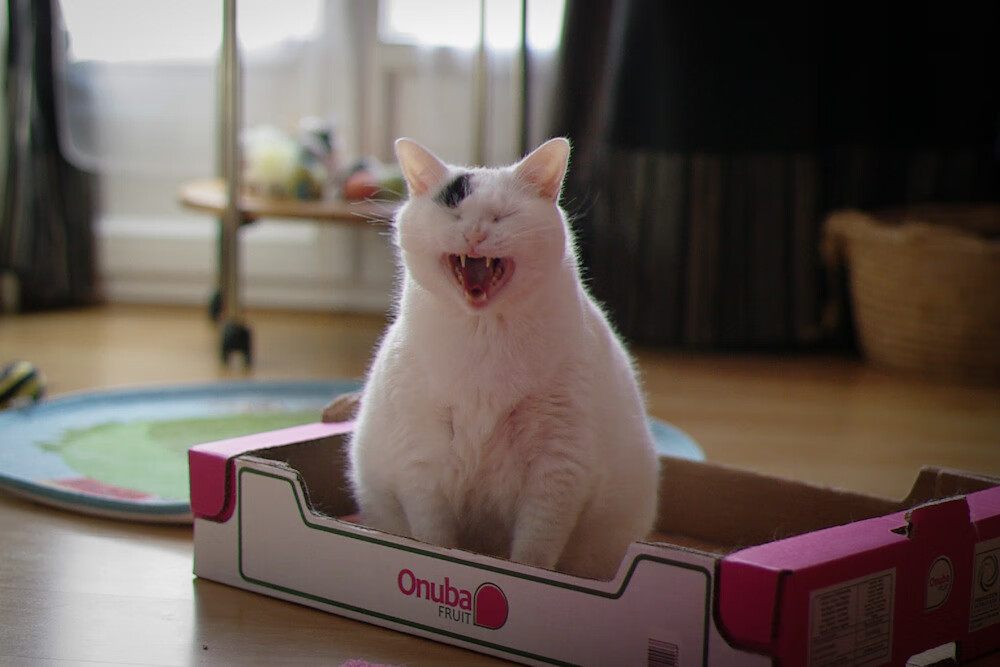 鹈鹕延续连胜锡安统治攻防,锡安签约鹈鹕多少钱