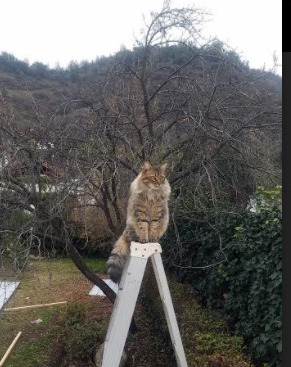 NBA赛季抢断王球员分析，nba本赛季抢断王