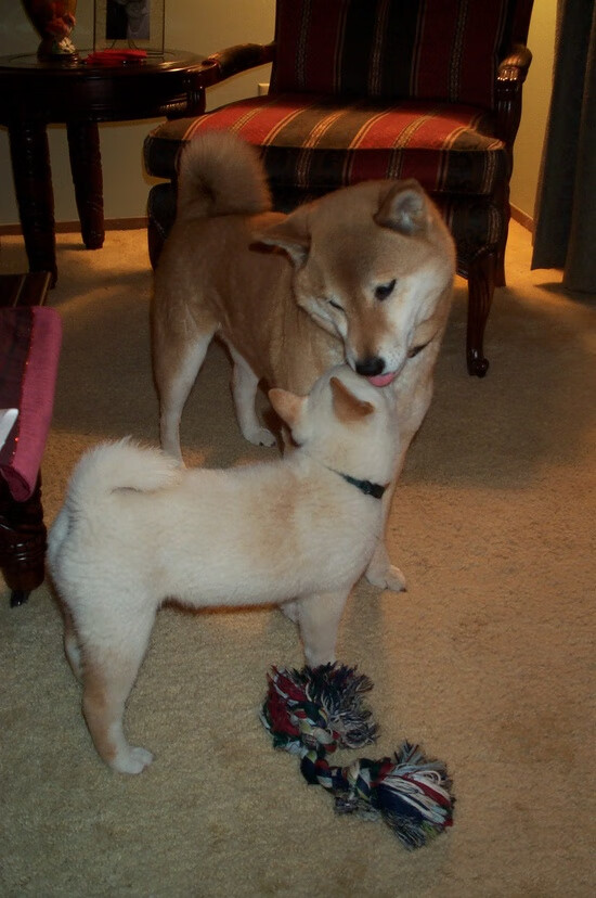 NBA联盟裁判员心理素质提升方案,nba裁判员名单