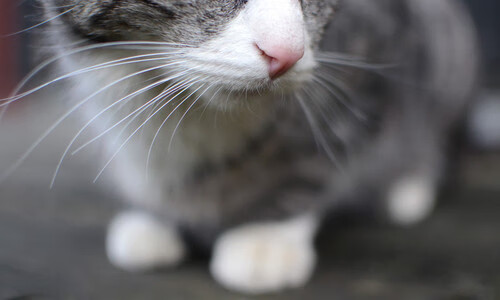 高校体育运动损伤防控与康复体系建设，体育运动损伤与防护讲座