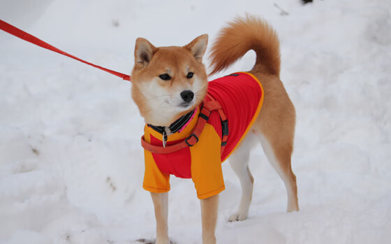 中国香港队的未来方向：如何通过团体赛事培养更强的团队意识，香港队是什么意思