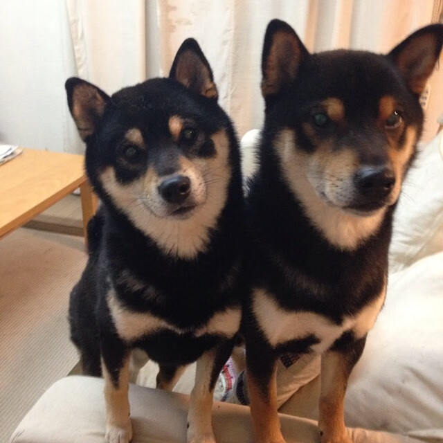 kaiyun.com-冲刺段爆发力谁更胜一筹？，冲刺跑的技术