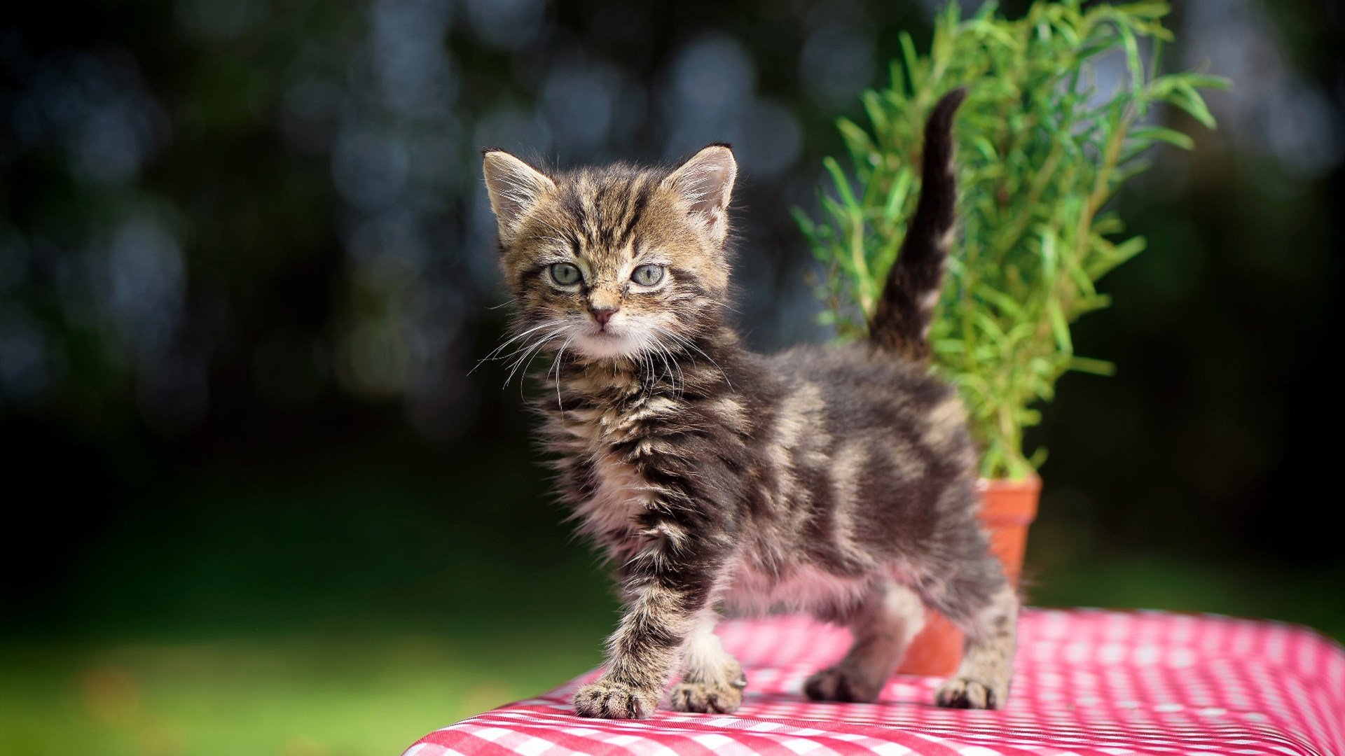 城市马拉松联赛计划试行积分晋级模式,马拉松 积分
