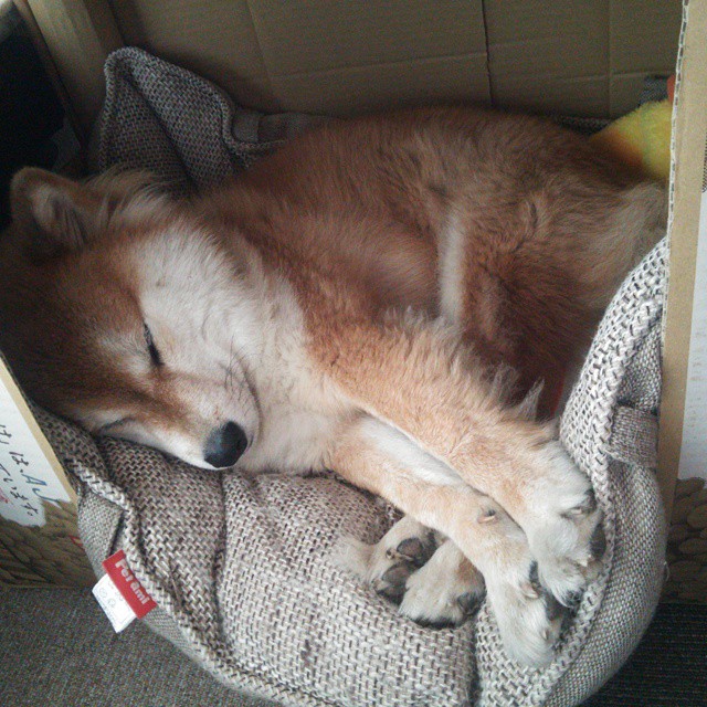 德国女将仰泳再进决赛圈,德国女将仰泳再进决赛圈的是谁