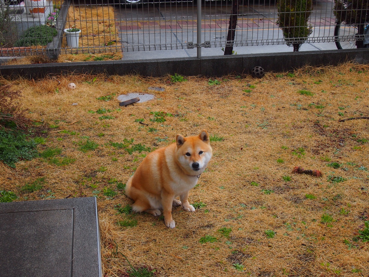 核心球员伤缺是否动摇整支球队比赛节奏基础,核心球员英文