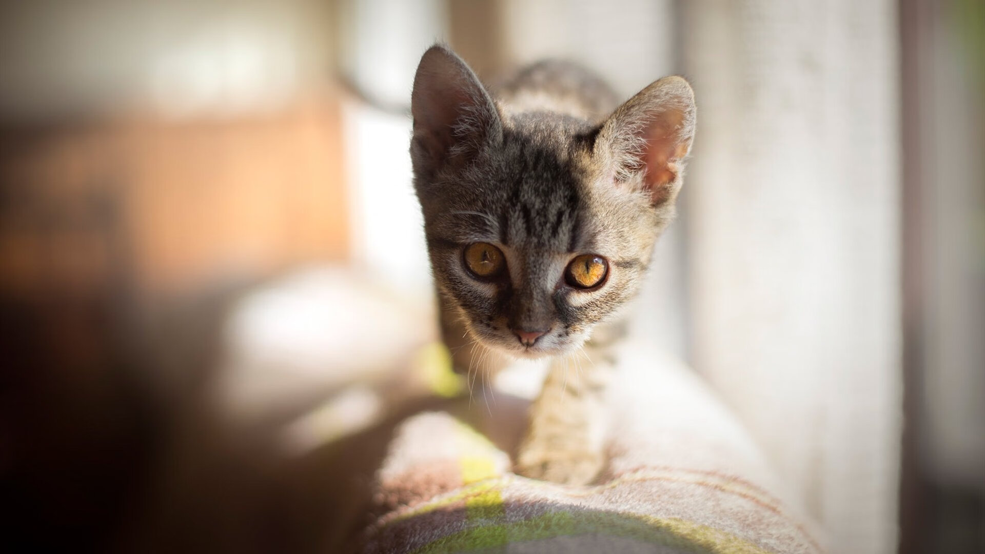 开云网站-多名运动员参与学校公益活动传递体育精神影响青少年，运动员接受捐赠