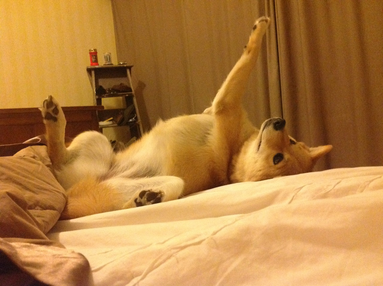 开云官方-美洲杯球员装备技术革新，美洲杯专用球